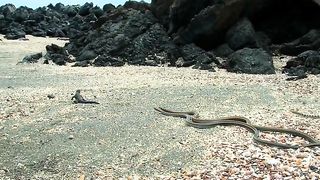 Correr lagarto