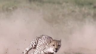 Corre Coelho