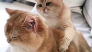 Funny Cat Viral Video 47