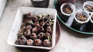 ہماری چھت پہ کون کون سی سبزی تیار ہو رہی ہے