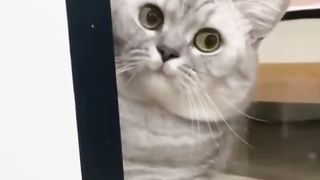 Animaliku 2