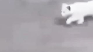 Animaliku 4