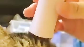 Animaliku 3