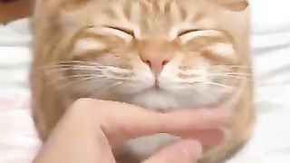 Animaliku 5