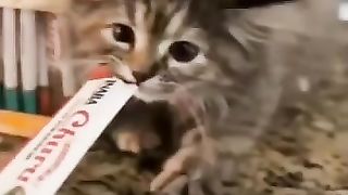 Animaliku 6