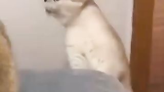 Animaliku 7