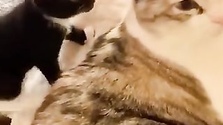 Animaliku 8