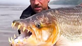 Tiger fish
