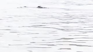 Bocah SD di terkam buaya besar