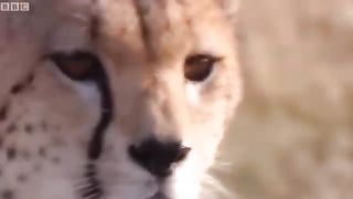 Cheetah chase -compilation viral video