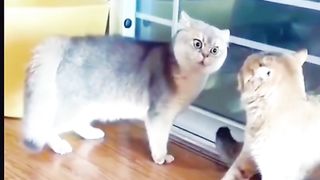 Funny Cat Viral Video 48
