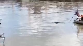 Detik detik tertangkap buaya yang sudah menerkam bocah sd