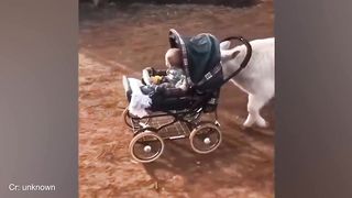 Funny_Animals_Compilation_I