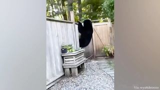 Impossible_You_Laugh_You_Lose_with_these_FUNNIEST_Animals????????????