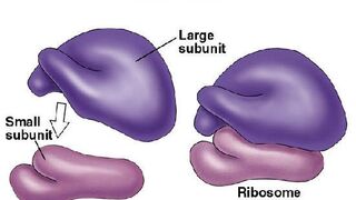 What are the Ribosomes?