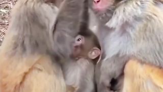Funny Monkey Viral Video 78