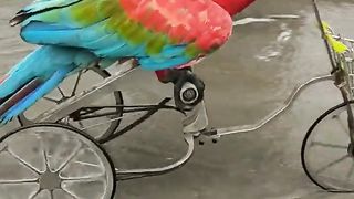 Tik Tok Video 08