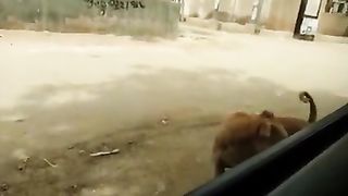 Dogs fight 2