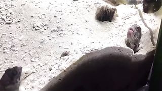 Funny Fish Viral Video 2