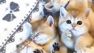 cat sleeping exhausted