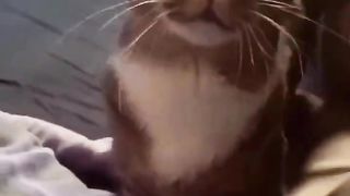 Cat who wants attention 2