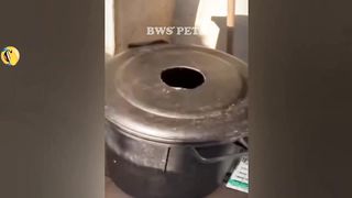 FUNNIEST CAT AND DOG VIDEOS 2023 3