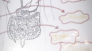 Liver system