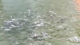 Musim redup, suhu air kolam dingin, apakah tidak berbahaya bagi ikan lele❓ Berikut penjelasannya