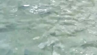 Ikan lele terkena penyakit KUMIS KERITING, bukan satu faktor saja melainkan banyak faktor