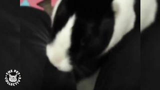14 Funny Bunny Videos || Awesome Bunnies Compilation