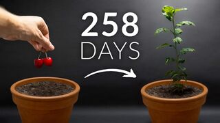 SWEET POTATO Time-lapse