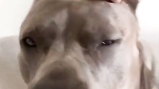 cute hilarious pets