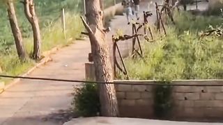cute hilarious animals