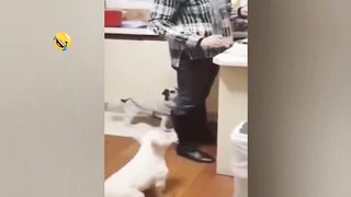 FUNNIEST CAT AND DOG VIDEOS 2023 4