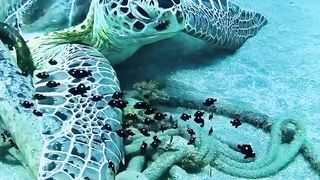 Swimming with the locals. If you could have an underwater adventure like this_