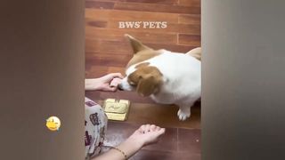 FUNNIEST CAT AND DOG VIDEOS 2023 5