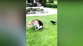 Funniest Animals 2023 ???????? New Funny Cats and Dogs Videos ????????