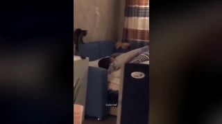 Funniest Animals 2023 ???????? New Funny Cats and Dogs Videos ???????? 2