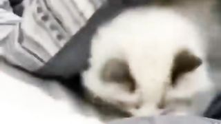 Video kucing lucu 4