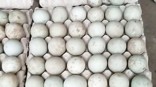 Panen telur bebek