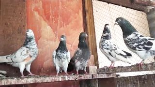High flying best quality  parvazi pigeon