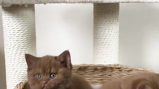 Cute kitties ???? in the basket