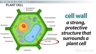 What is Cell wall? it's Structure? it's chemical composition? it's functions? #biology #Information #knowledge #easy #Understand