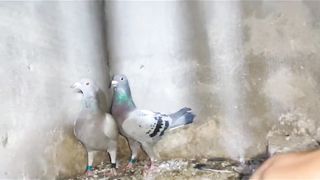 Beautiful pigeon racer blue breeder pair