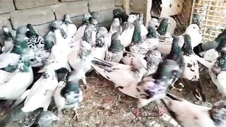 Beautiful moti waly kal sira pigeon breeder pair best flying