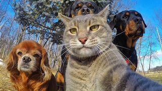DOGS ????????