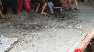 Penyembelehan sapi qurban