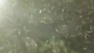 Setelah hujan, ikan lele yang STRONG malah makin GESIT, jika ikan lele kalian LOYO setelah hujan ????❓