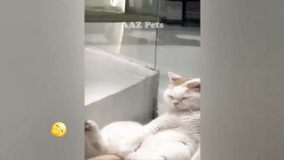 FUNNIEST CAT AND DOG VIDEOS 2023 6