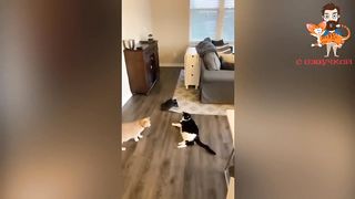ПРИКОЛЫ-С-КОТАМИ-С-ОЗВУЧКОЙ-Самые-смешны_295.